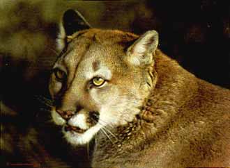 Carl Brenders Close Up Cougar
