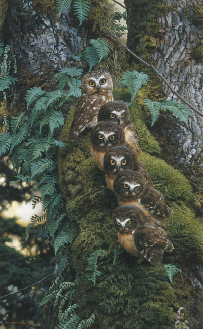 Carl Brenders - Family Tree - Owls