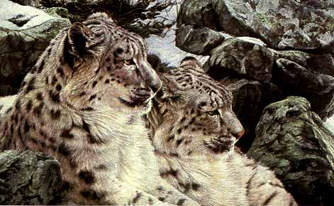 High Country Romance - Snow Leopards by Alan Hunt