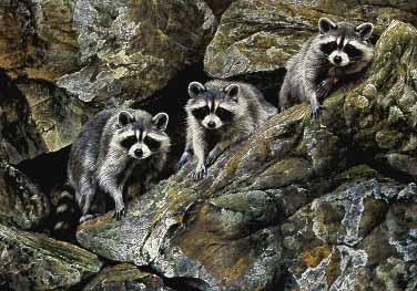 Hole in the Wall Gang - Raccoons by Alan Hunt