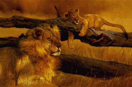 Waiting Game - Lion and Cub by Dino Paravano